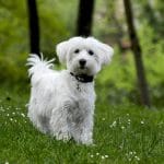 Bichón maltés: características y cuidados esenciales