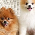 Perro Pomerania: Carácter, características y salud