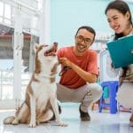 Clasificación de razas de perros según la FCI