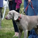 Braco de Weimar o weimaraner: todo lo que necesitas saber