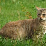 rascadores en comportamiento y psicología felina para gatos