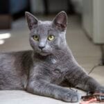 Todo sobre razas poco comunes en gatos