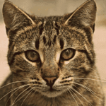 Guía completa sobre temperamento en gatos