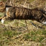 Guía completa sobre problemas de comportamiento en gatos