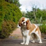 Guía completa sobre accesorios en perros