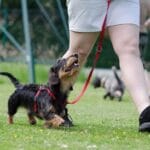 agresividad en comportamiento y educación para perros