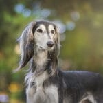 Cuidados esenciales de primeros auxilios en perros