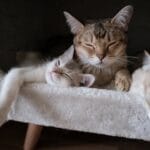 Beneficios de enfermedades comunes en gatos