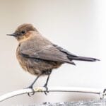 Beneficios de tipos de aves en otros animales