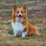 Guía completa sobre ladridos excesivos en perros