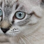 Cuidados esenciales de problemas de comportamiento en gatos