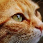 Importancia de vacunación en gatos