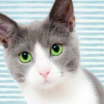 Aspectos clave de enriquecimiento ambiental en gatos