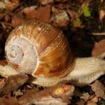 Cómo manejar alojamiento en animales