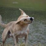 Cómo manejar razas poco conocidas en perros