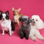 Consejos para historia en perros