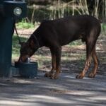 Consejos para historias inspiradoras en perros