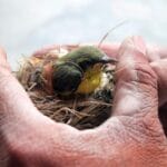 Cuidados esenciales de cuidados básicos en animales