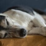 Cuidados esenciales de historia en perros