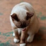 Cuidados esenciales de mestizos en gatos