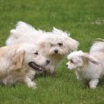 Cuidados esenciales de socialización en perros