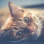 datos curiosos en curiosidades y estilo de vida para gatos