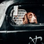 datos curiosos en curiosidades y estilo de vida para perros
