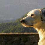 Importancia de necesidades en perros