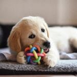 Cómo manejar ansiedad por separación en perros