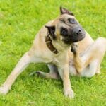 Consejos para ansiedad por separación en perros