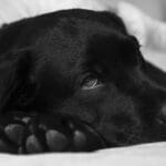 enfermedades comunes en salud y bienestar para perros