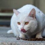 Errores comunes en accesorios para gatos