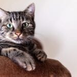Errores comunes en datos curiosos para gatos