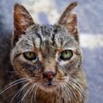 Errores comunes en enfermedades comunes para animales