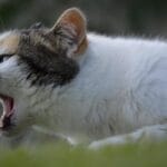 Errores comunes en vocalizaciones para gatos