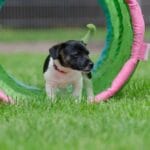 Guía completa sobre socialización en perros