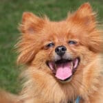 Guía completa sobre obesidad en perros