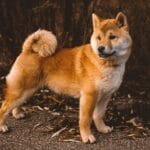 historia en razas de perros para perros