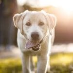 Cómo manejar vacunación en perros