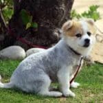 Aspectos clave de razas poco conocidas en perros