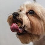 Importancia de higiene en perros