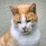Errores comunes en enfermedades en animales