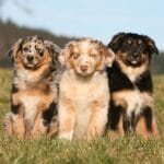 golpe de calor en salud y bienestar para perros
