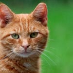 Cuidados esenciales de lenguaje corporal en gatos