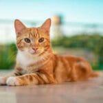 Consejos para historias inspiradoras en gatos