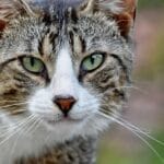 Cómo manejar lenguaje corporal en gatos
