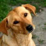 Importancia de lenguaje corporal en perros