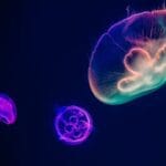 Todo sobre acuarios en animales