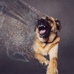 Todo sobre agresividad en perros