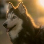 Todo sobre alimentación en animales